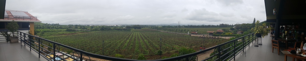 I took this panoramic view of the vineyard from the restaurant.