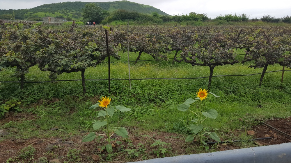 The vineyard with different flowers at the borders